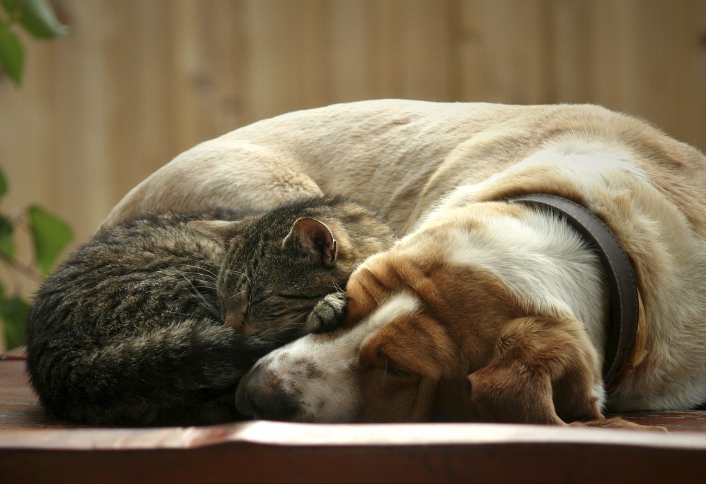 Pet Love - dog and cat