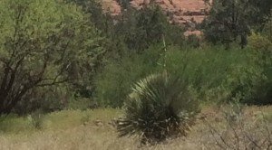 Arizona Cactus