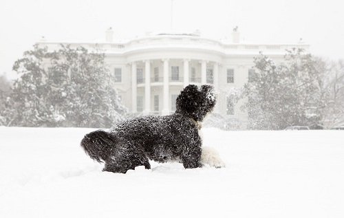 Top 10 Presidential Pet Collections