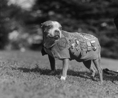Sgt. Stubby the American Pit Bull Terrier