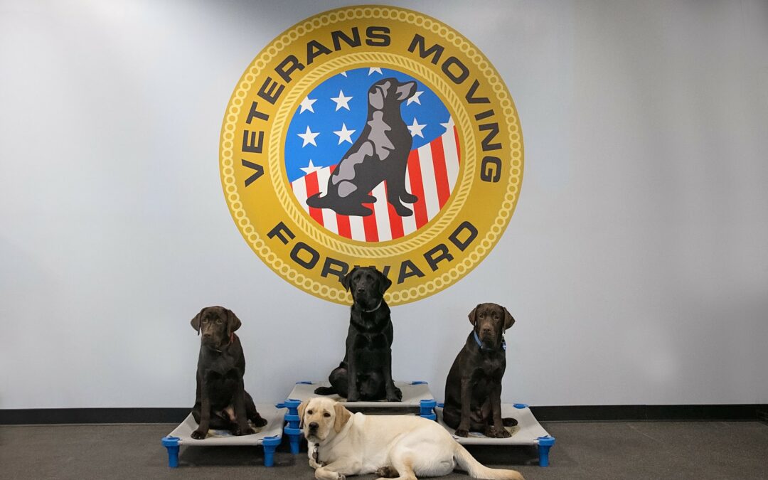 Four service dogs sitting trained by Veterans Moving Forward